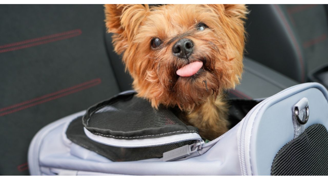 Czy pies i kot mogą latać samolotem?